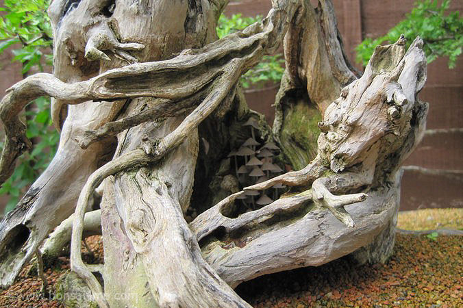 bonsai mushroom